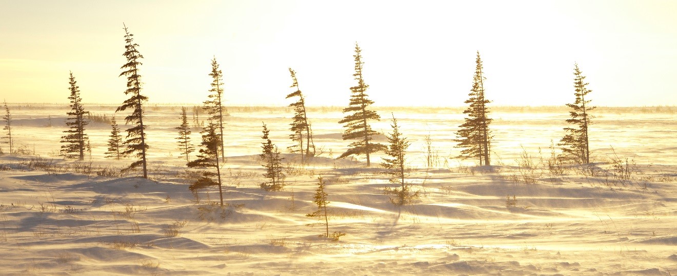 How to get this shot – Golden Arctic
