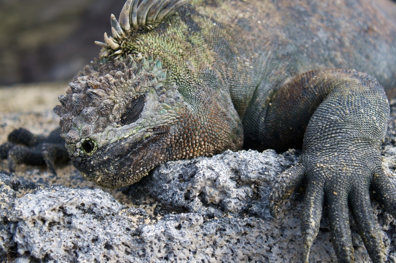 4 Tips on Photographing Marine Iguanas in the Galapagos Islands