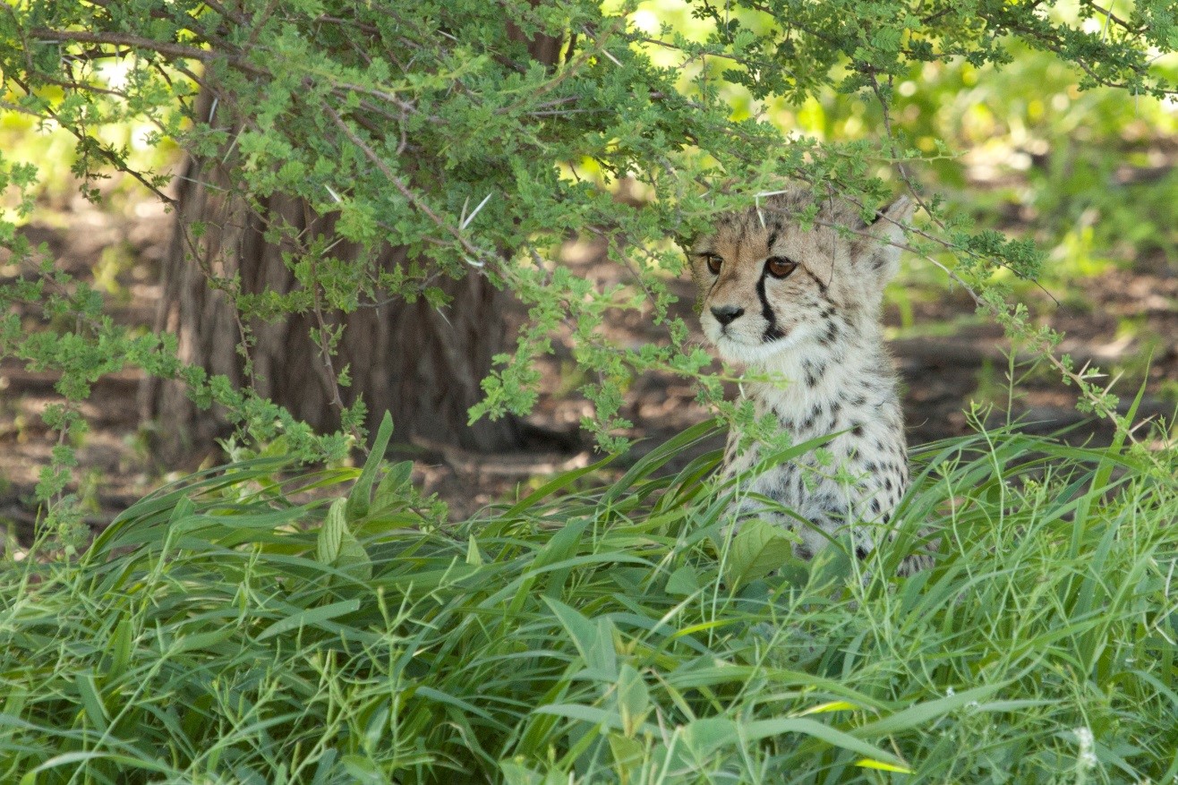 7 Reasons to Photograph Botswana’s Green Season