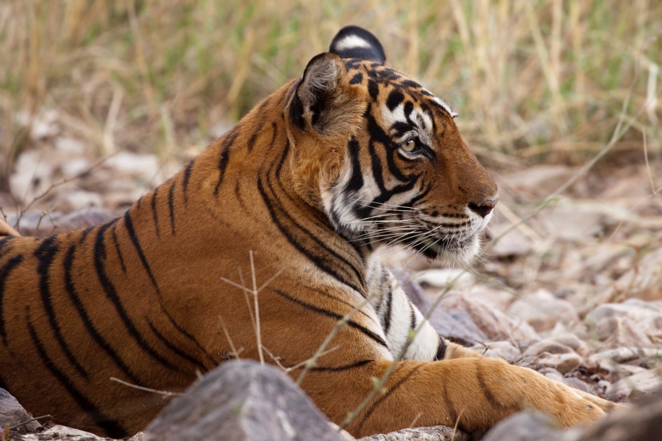 Stories from the Field – Tiger Photo Safari