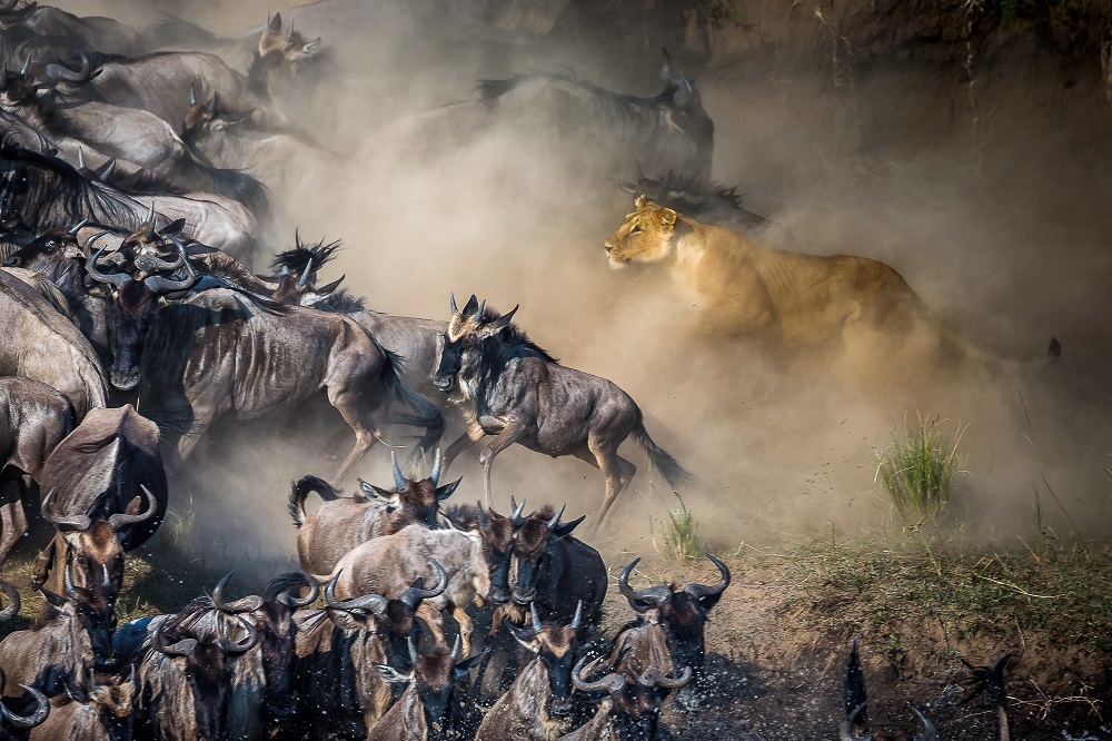 How to Photograph East Africa’s Great Migration