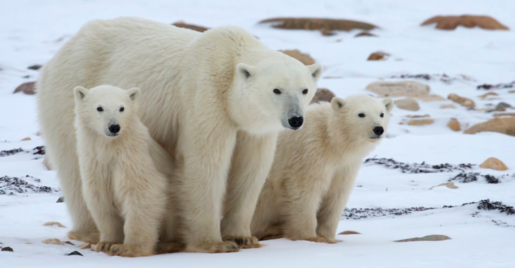When is the Best Time of the Season to Photograph Polar Bears in Churchill, Canada?