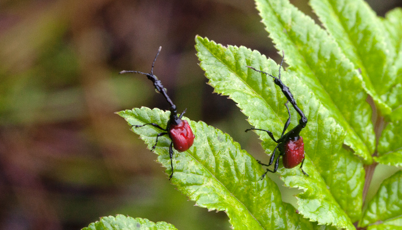 Stories from the Field: Giraffe-necked Weevils of Madagascar