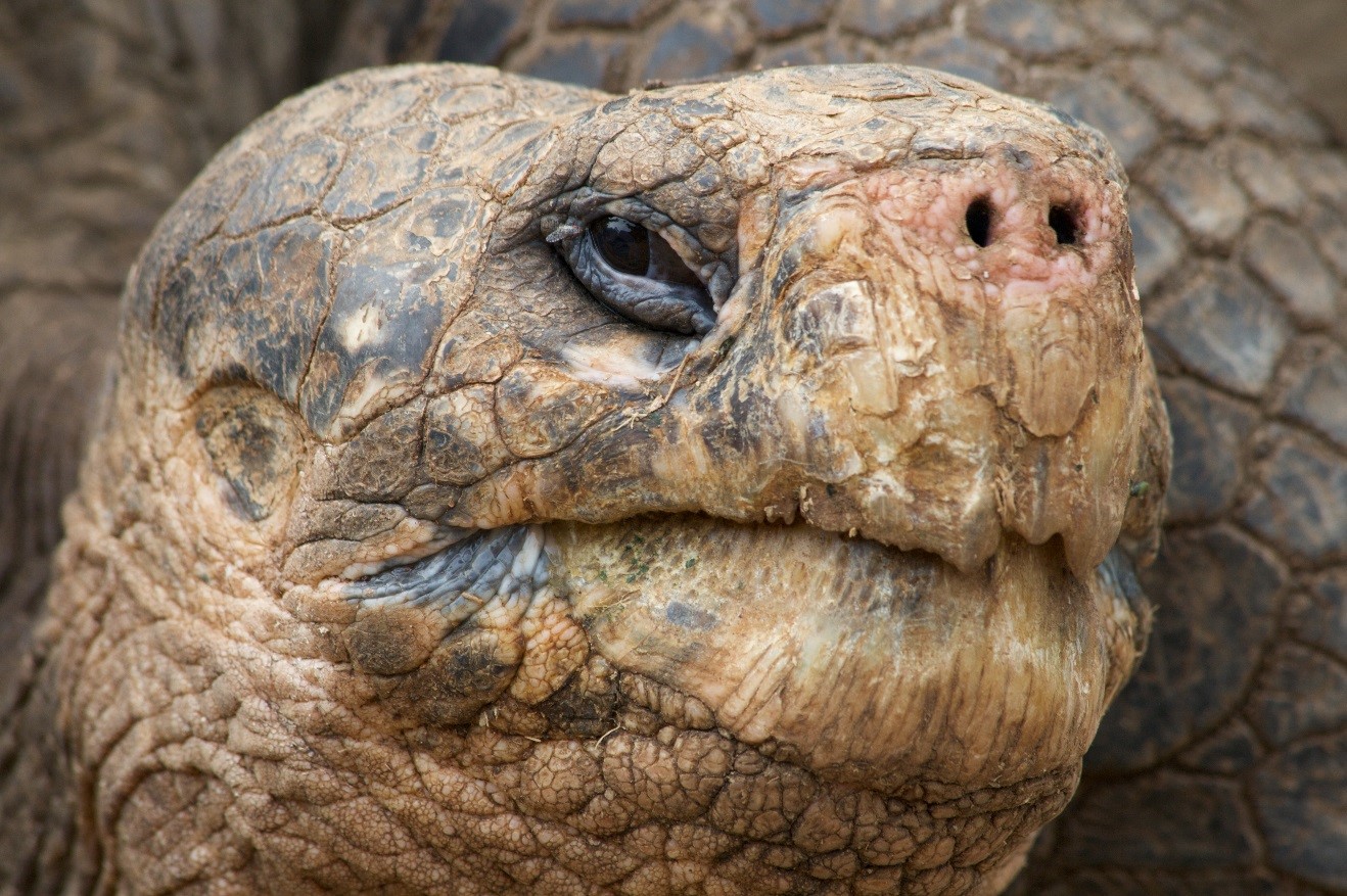 How to take a “Big” photo of a Giant Tortoise in the Galapagos Islands