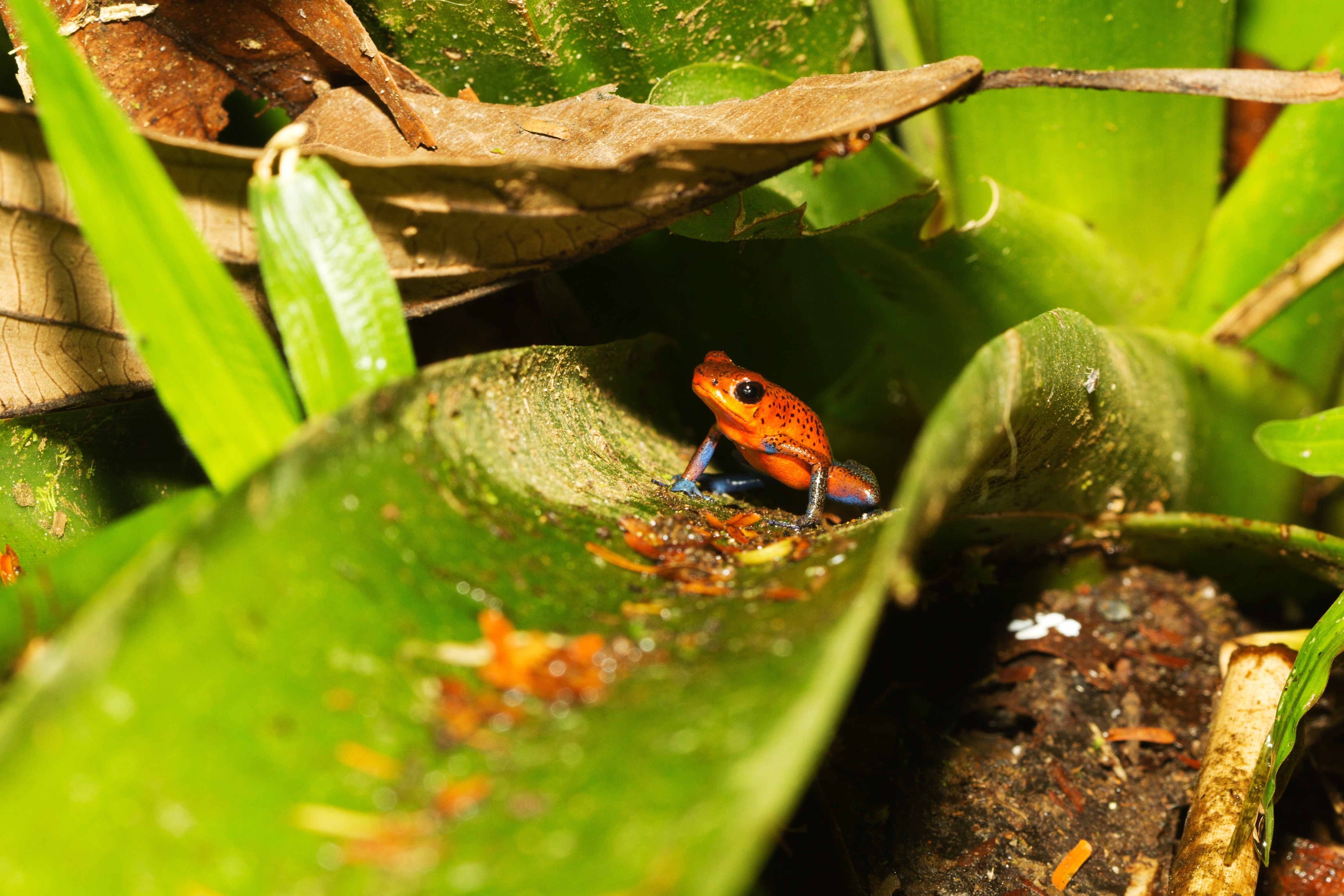 My Favorite Five Things to Photograph in Costa Rica