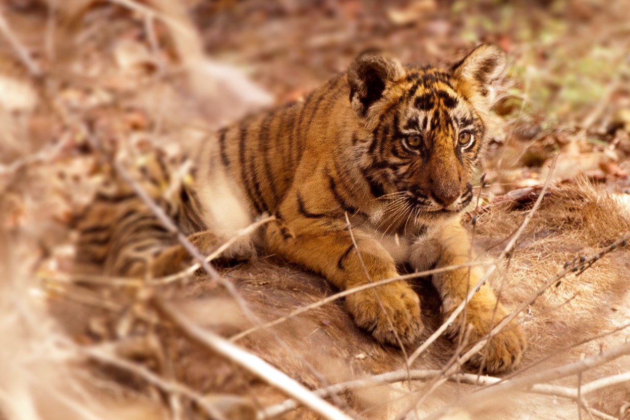 How to Photograph Tigers (or any wildlife) through Brush and Vegetation