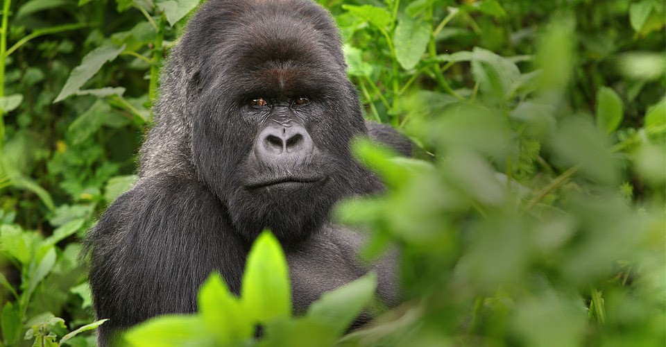 What’s in your Camera Bag? Gorilla Trekking Safari