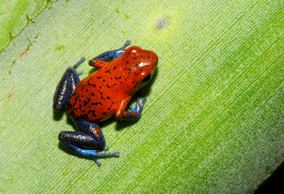 Getting this Shot – Poison Arrow Frog in Costa Rica