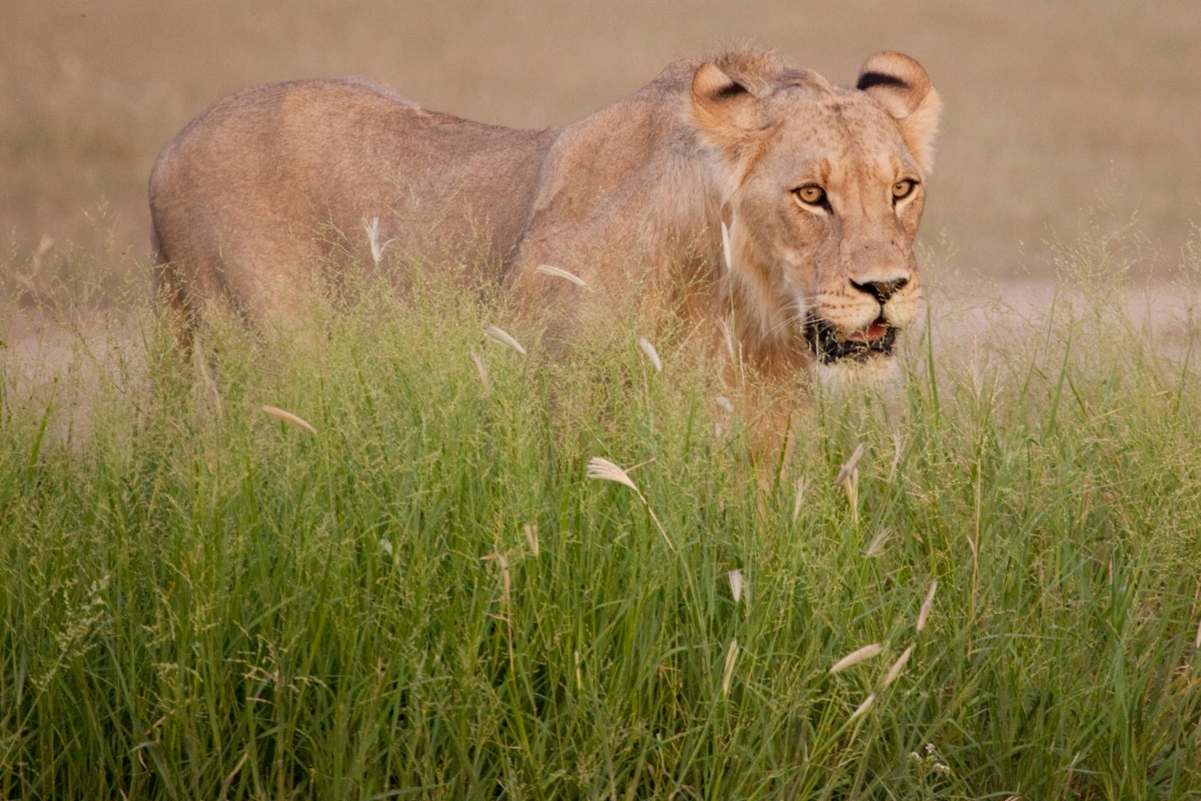 Three Photo Tips for Green Season African Photo Safaris