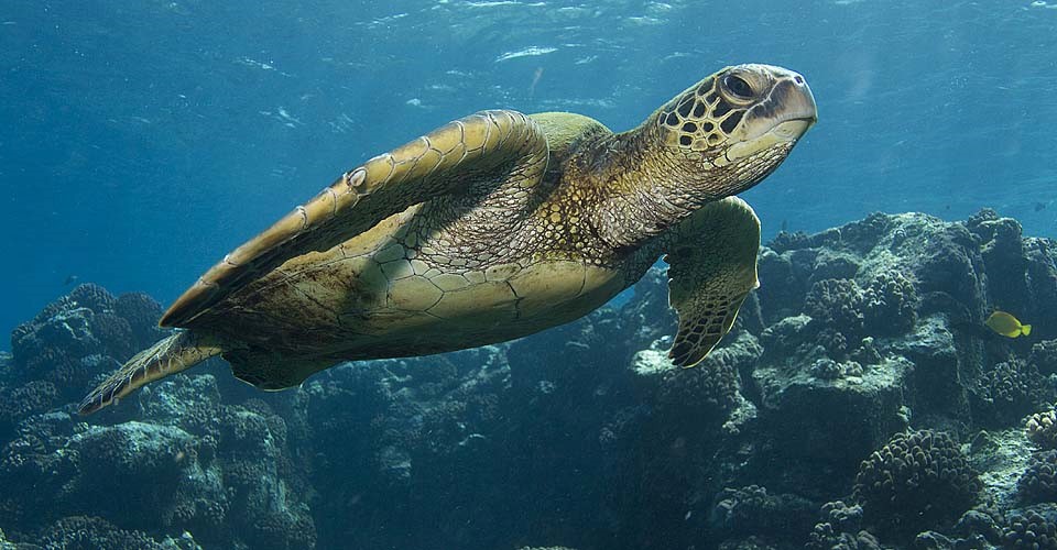 What is the Best Camera for Underwater Photography while Snorkeling?