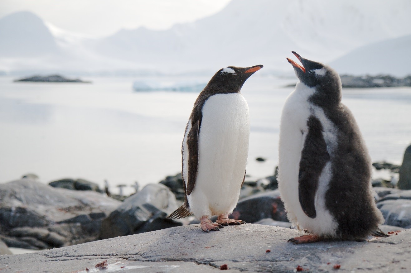What’s in the Camera Bag? Antarctica Expedition