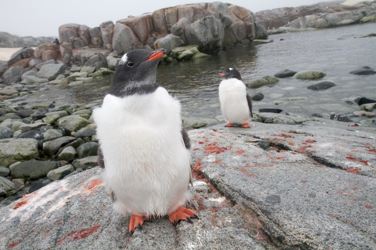 What’s in the Camera Bag? Antarctica