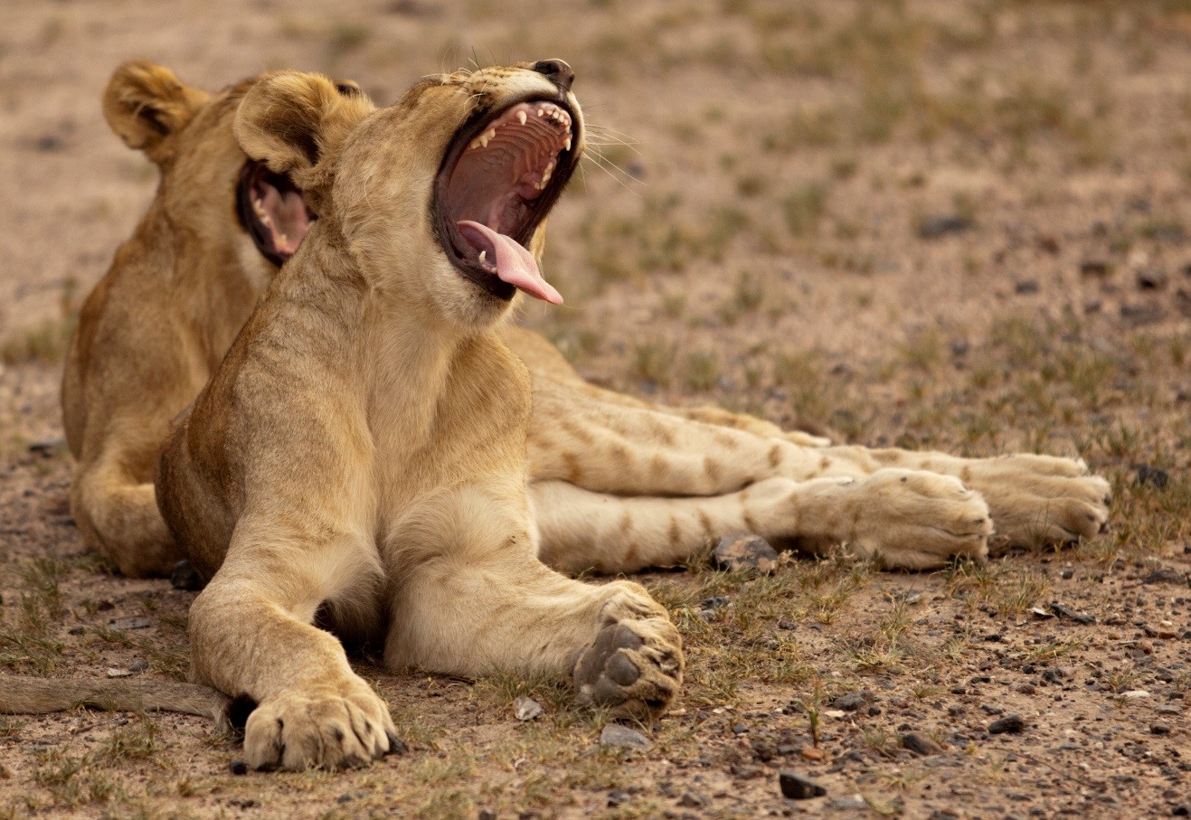 How to Get This Shot – Yawning Lion Cub