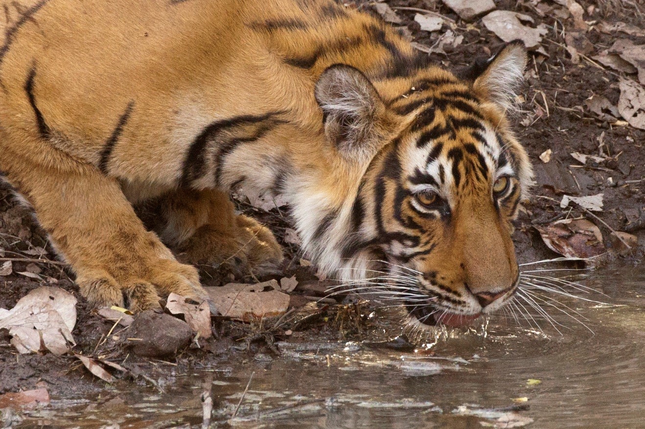 What’s in the Camera Bag? India Tiger Photo Safari