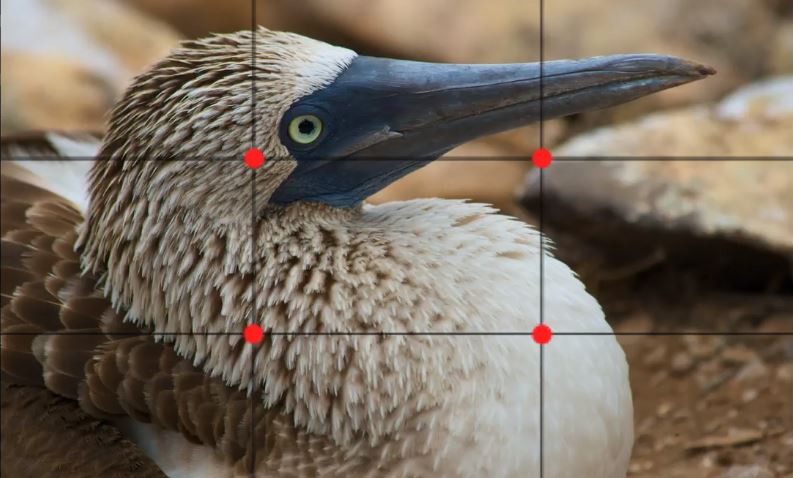 Video Tutorial – Composition in the Galapagos