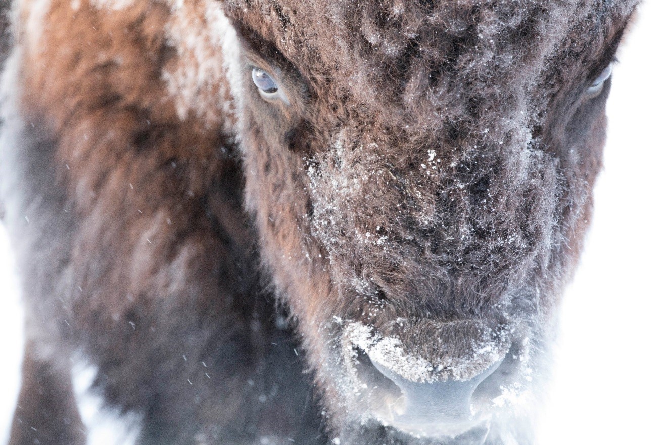 How to get this shot – Snowy Bison