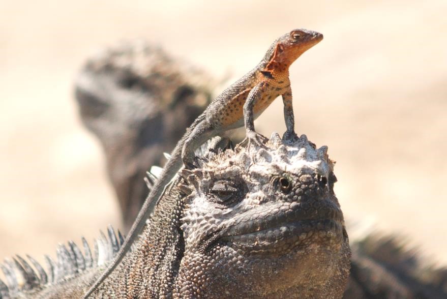 What’s in my Camera Bag? Galapagos Islands