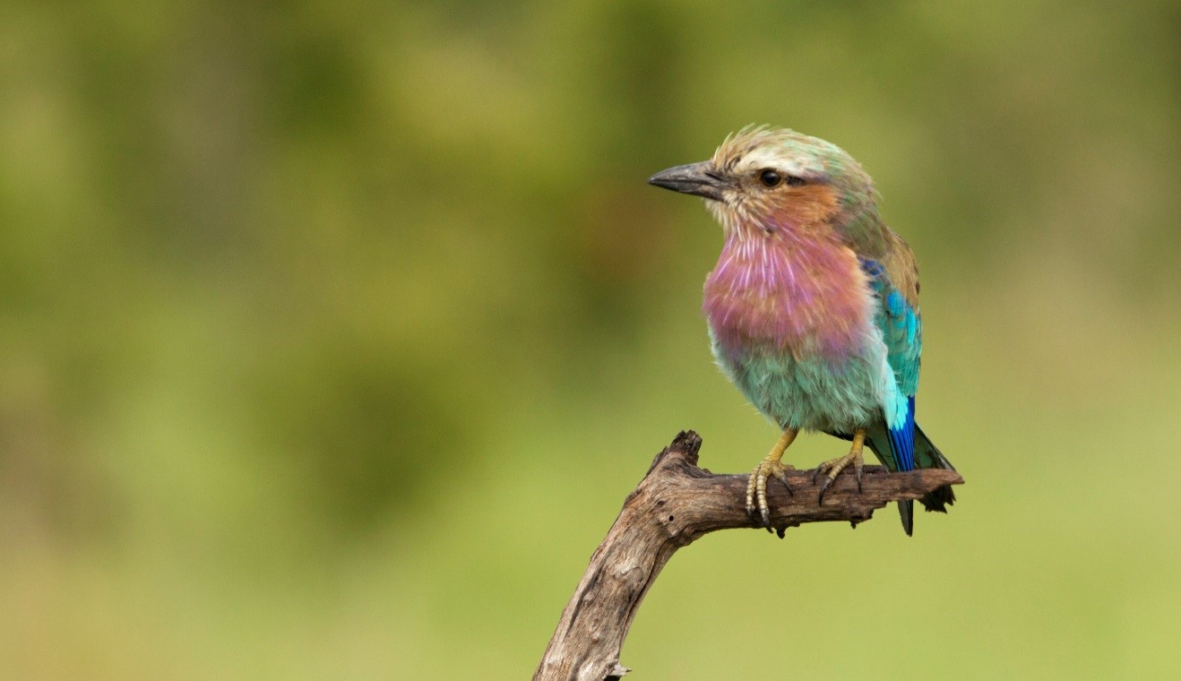 Tips for Bird Photography while on Safari