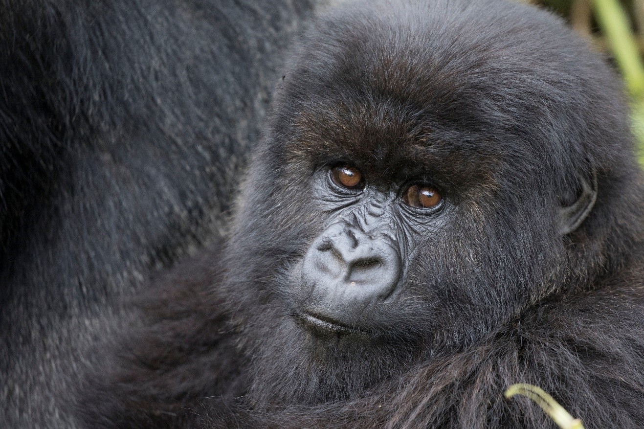 How to Get this Shot – Gorilla “Filling the Frame”