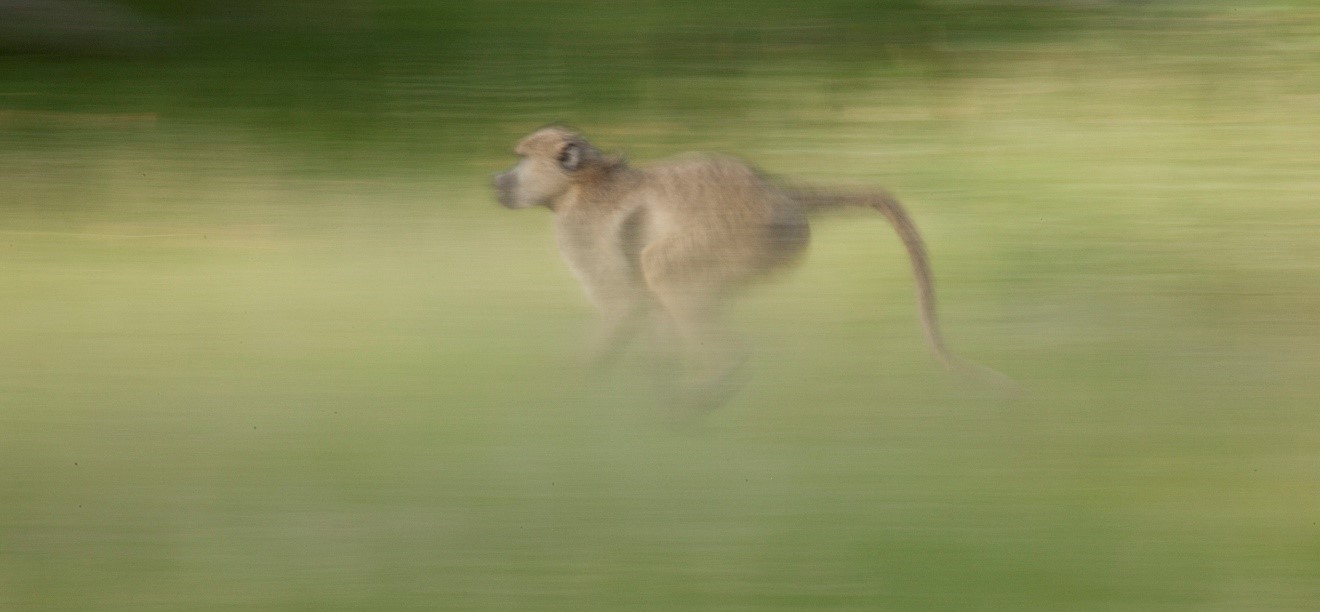 Photo Jargon – What is a “Fast” Lens?