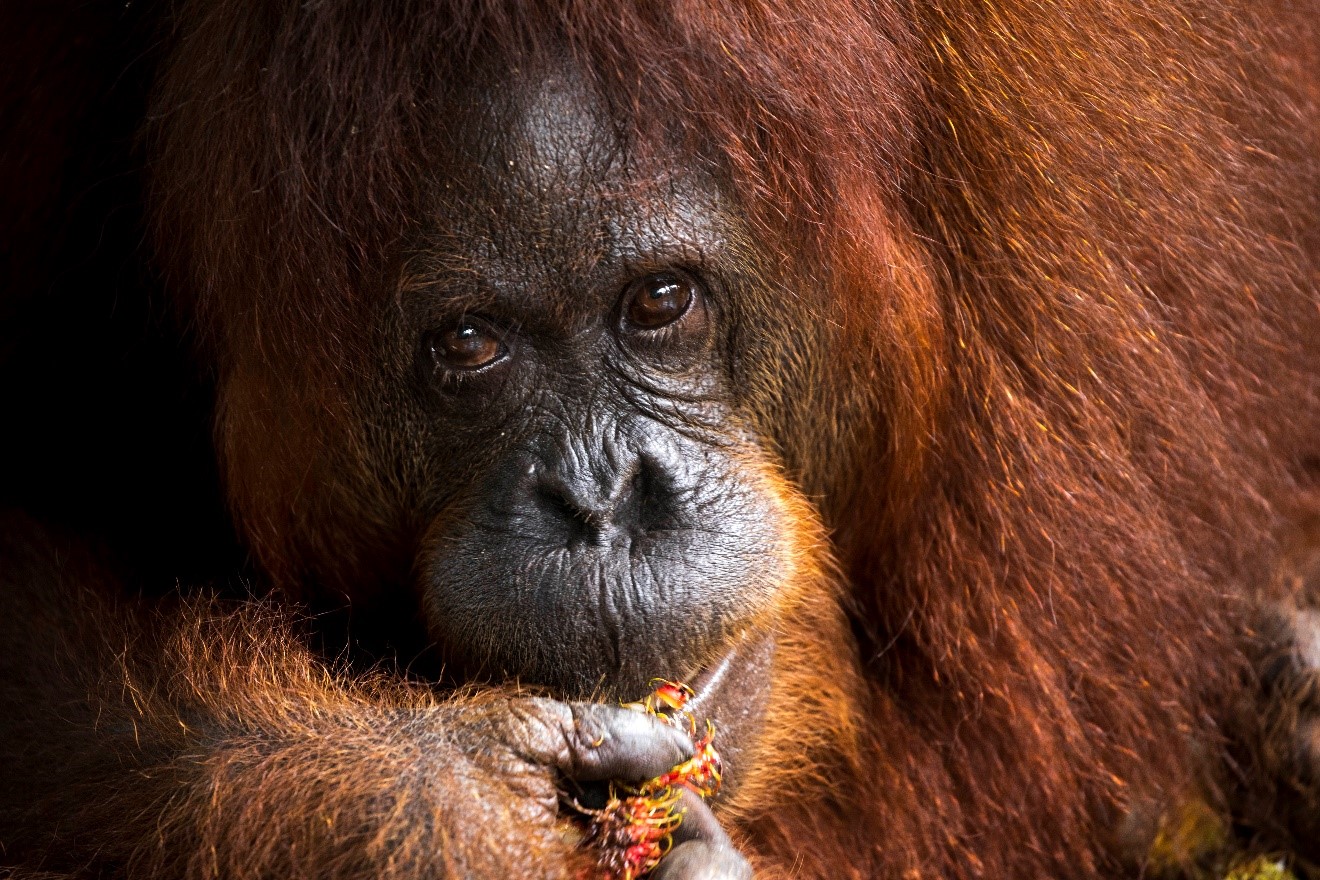 Tips for Great Composition with Wildlife Photography