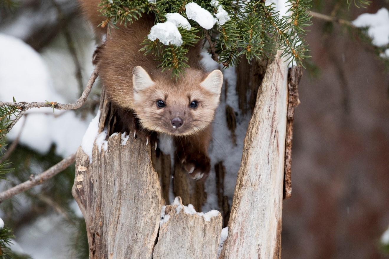Nature, Wildlife, and Travel Photography Webinars
