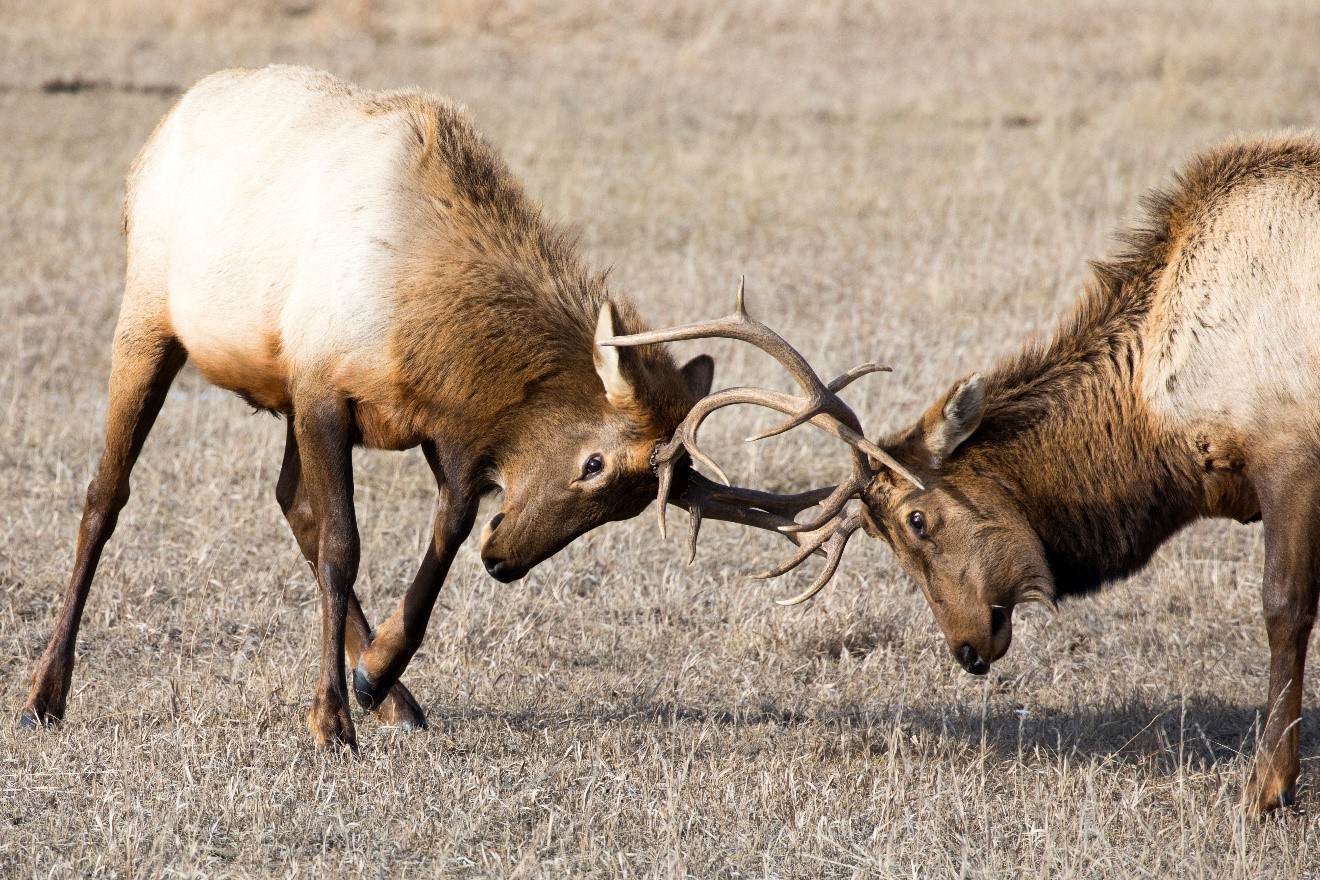 How to get this shot – Bull Elks Battling