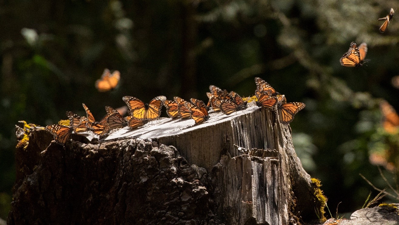 What’s in my Camera Bag – Monarch Butterfly Migration Adventure