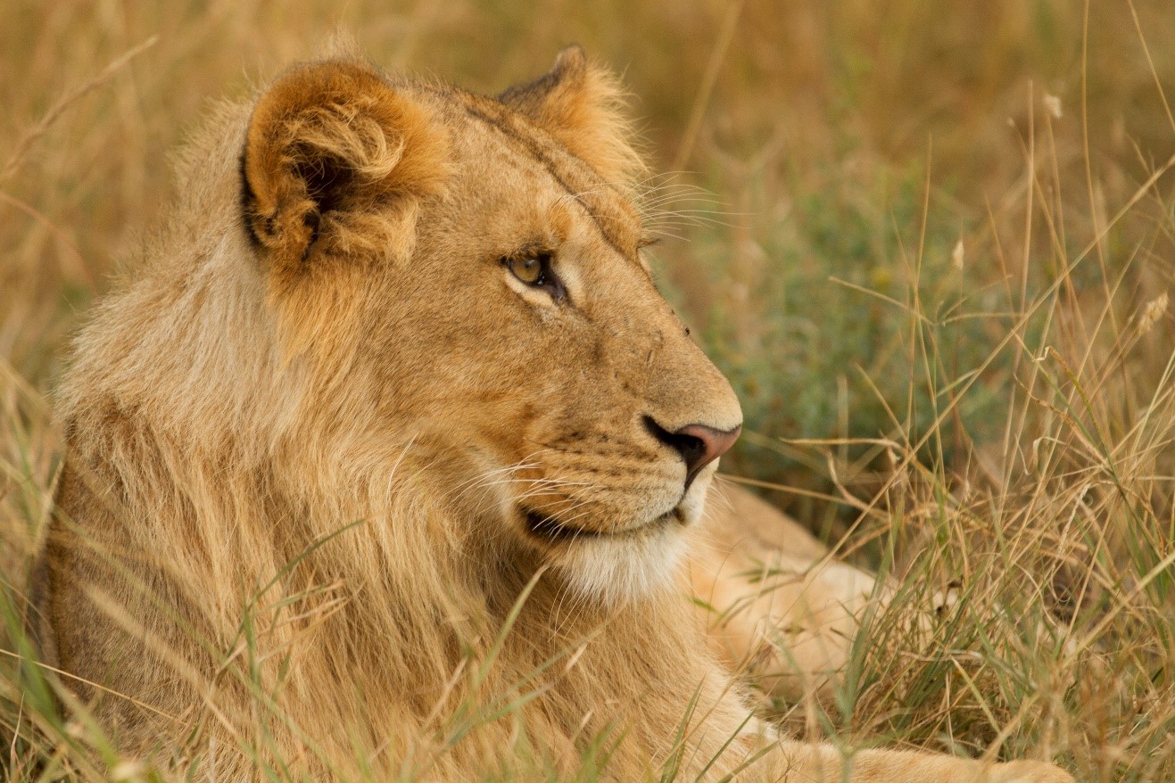 Perfecting your Wildlife Photography in Africa