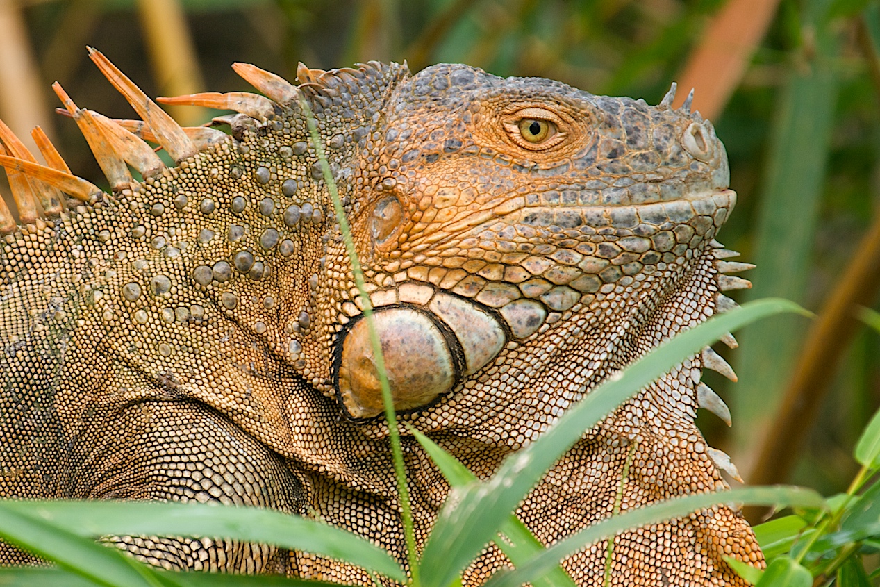 How to get this shot – Tree Iguana in Costa Rica