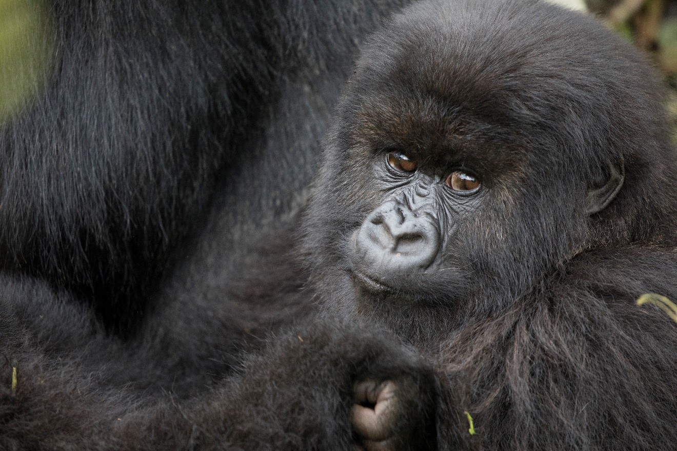 Tips and Tricks for Photographing Mountain Gorillas in East Africa
