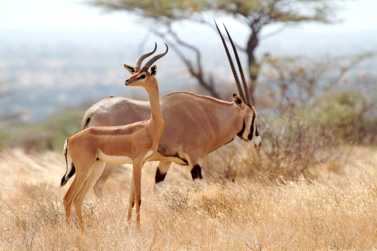What to look for while on a photographic safari in Africa