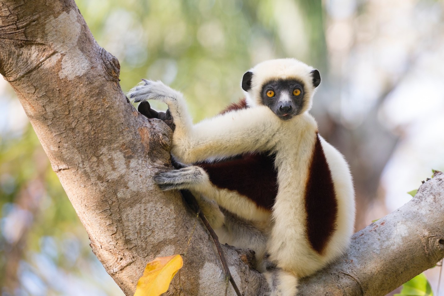 How to Photograph Animals in Back Lit Conditions