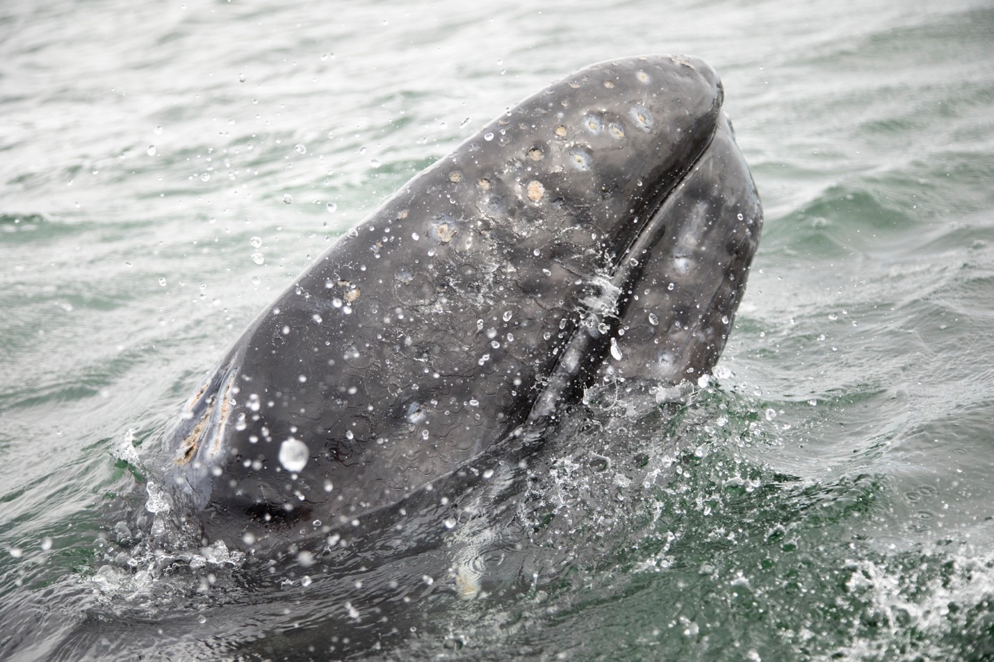 Tips for Photographing Whales (and More) in Baja