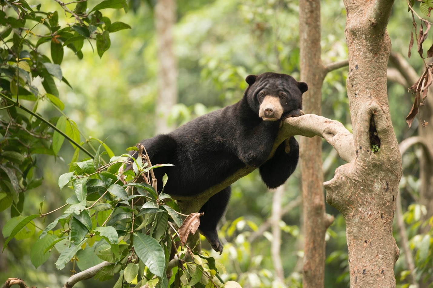 How to Get this Shot – Bornean Sun Bear