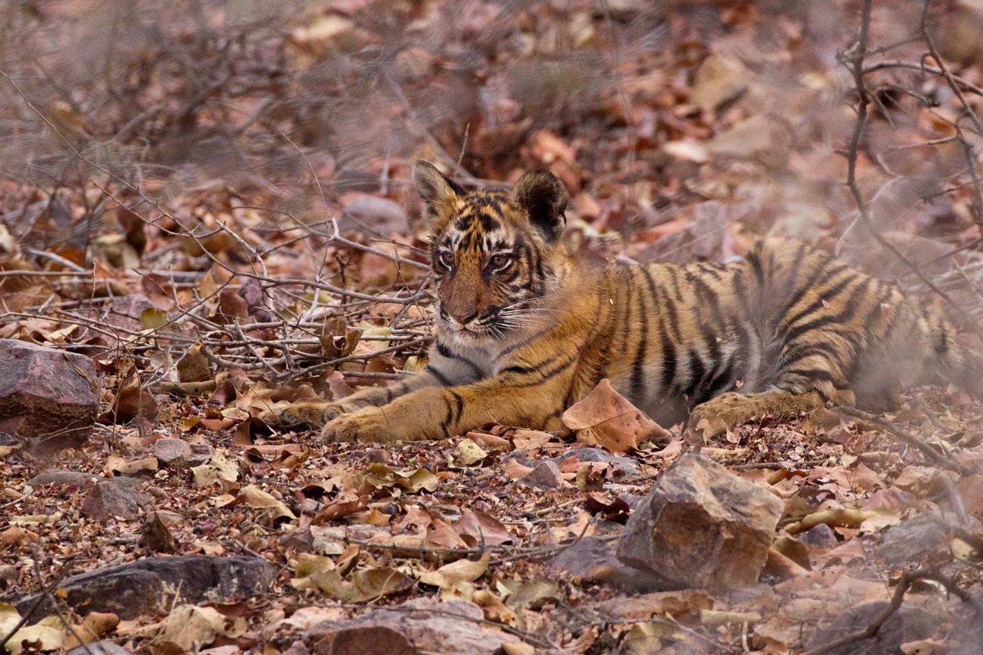 Tips for Photographing Wild Tigers in India
