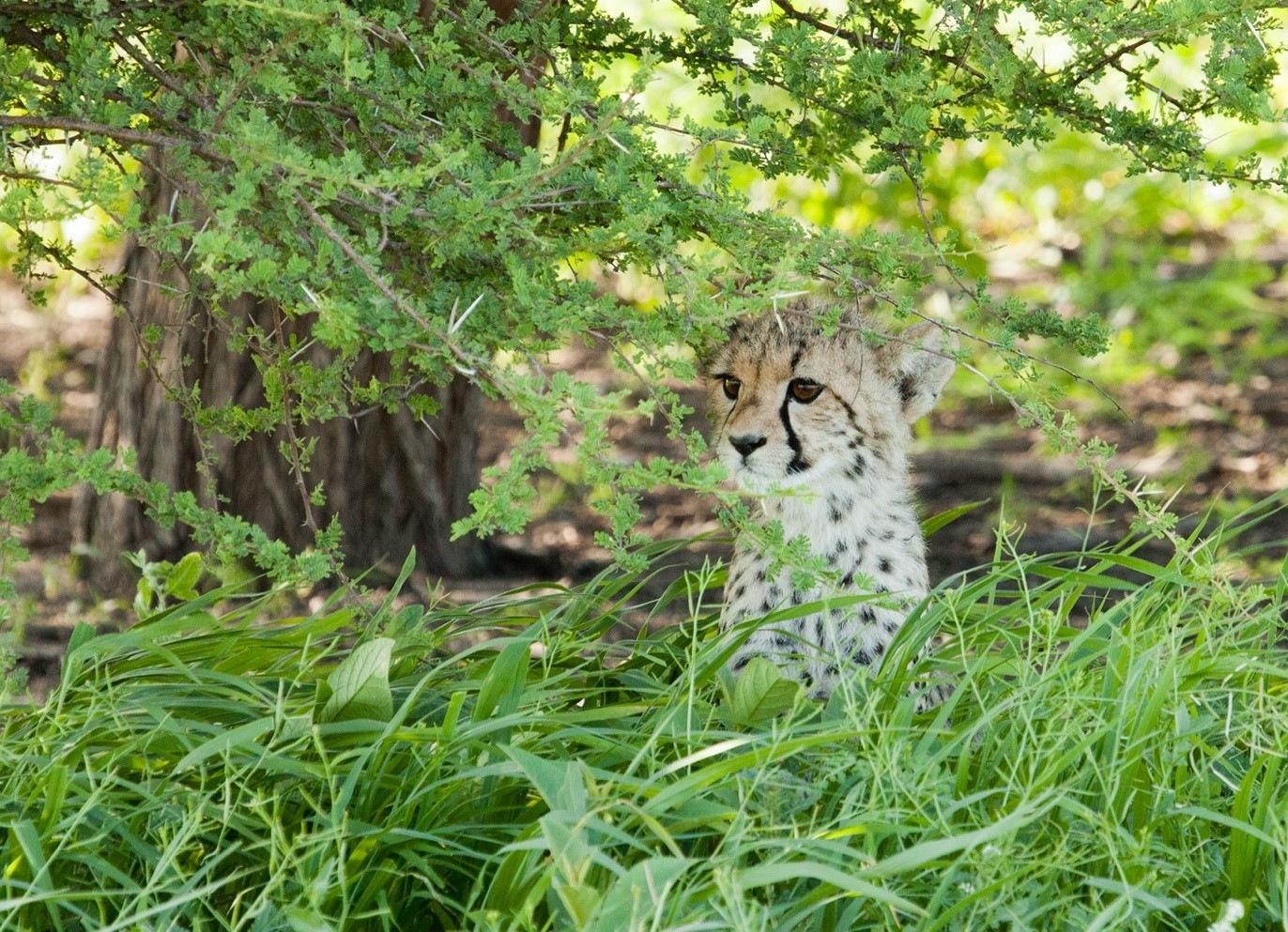 Photo Tips for Green Season Africa Wildlife Safaris