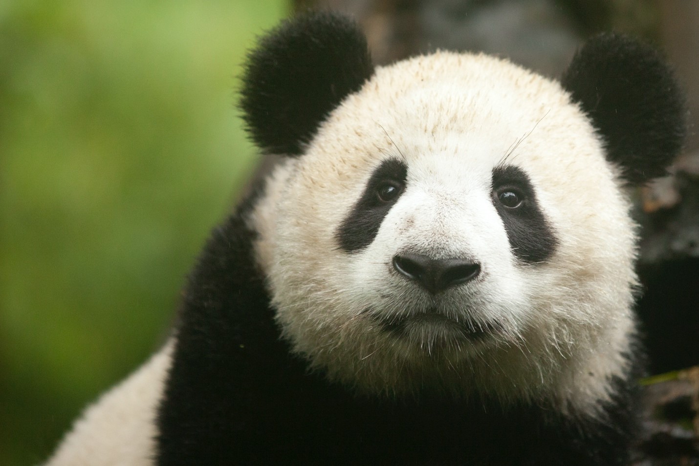 Shot Settings – Giant Shot of Giant Panda