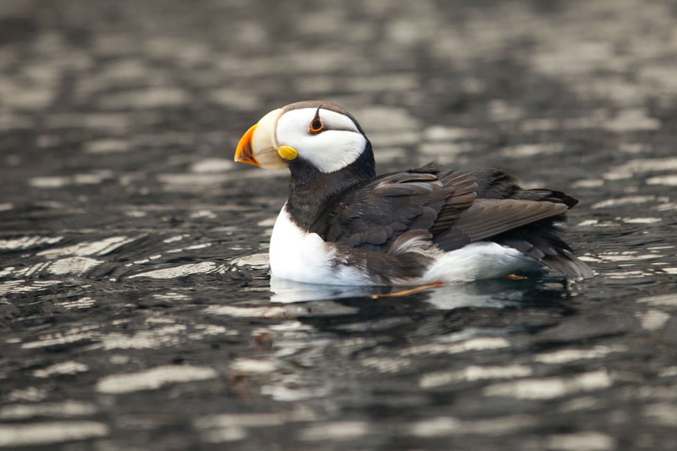 3 Tips to Instantly Elevate your Wildlife Photography