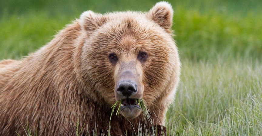 What’s in my Camera Bag – Alaska Grizzly Photography