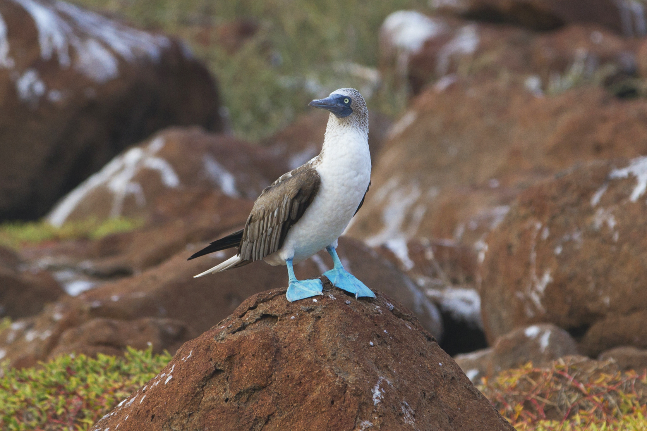 How to get this shot: Blue-Footed Booby in Galapagos