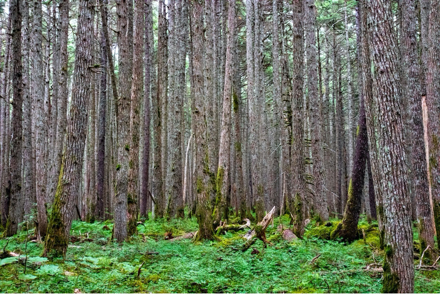 Photographing the Patterns of Nature