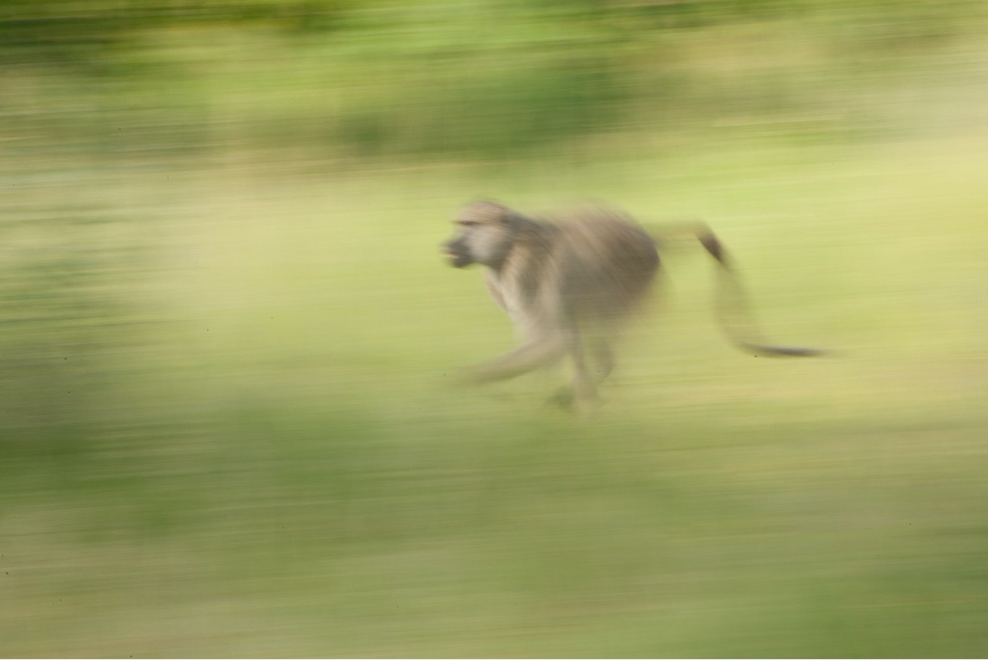 How to Incorporate Slow Shutter Speeds in your Wildlife Photography