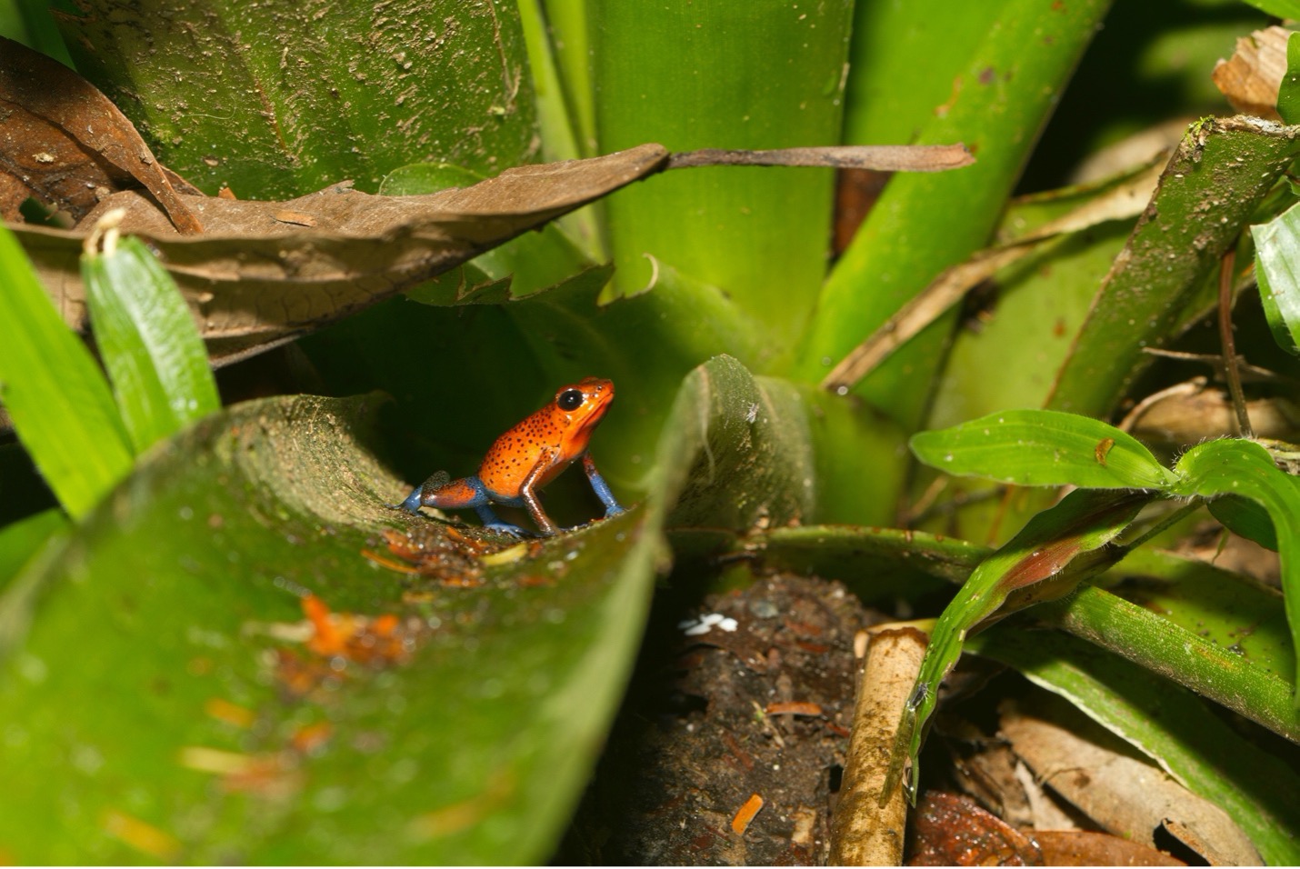 How to Get This Shot – Poison Arrow Frog in Bromeliad