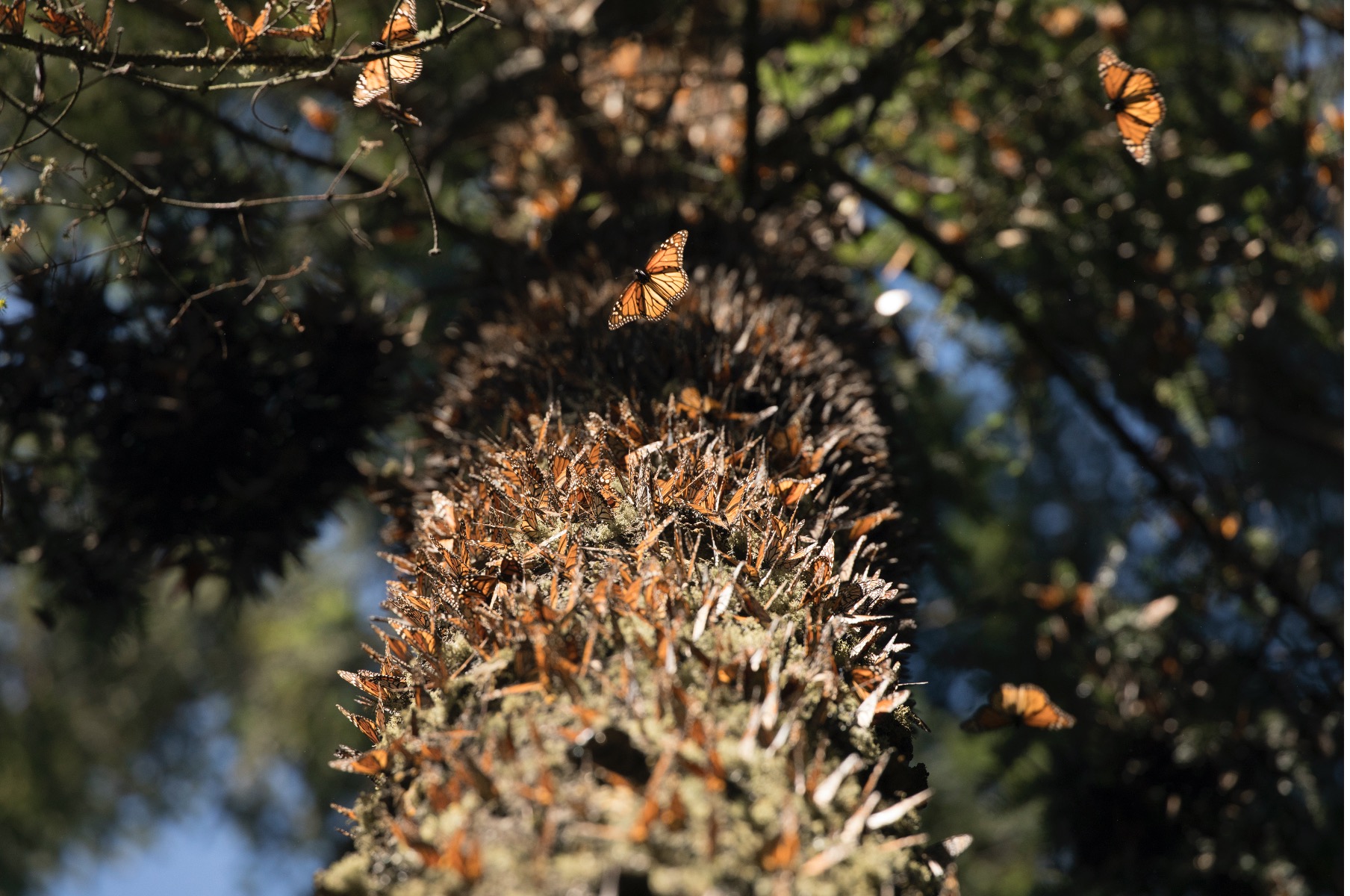 What’s in my camera bag? Monarch Butterfly Migration Photo Adventure