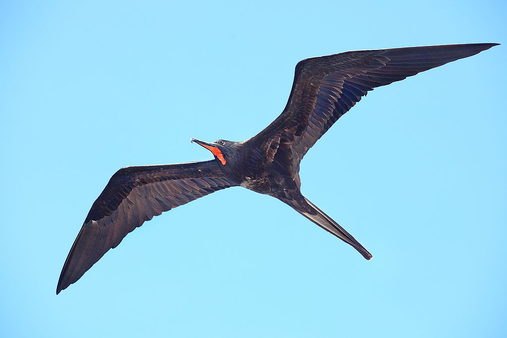 How to Photograph Flying Birds in Florida and Beyond