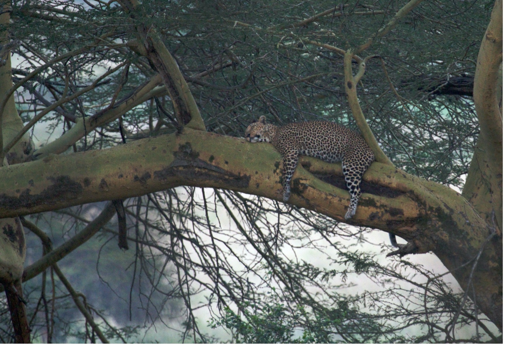 5 Techniques for Photographing Africa’s Big Cats